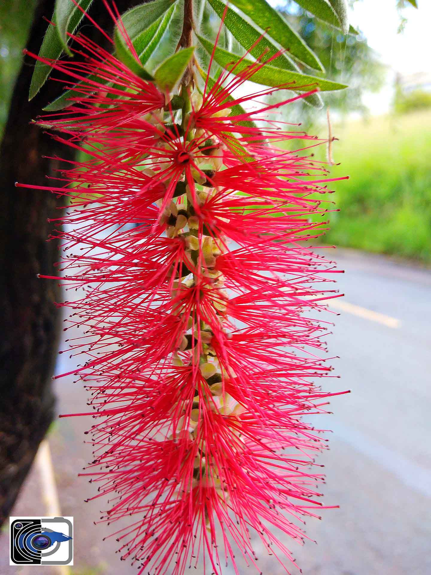 flor-roja-colgante