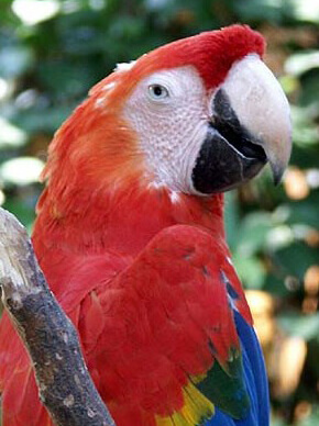 Guacamaya ave nacional de Honduras