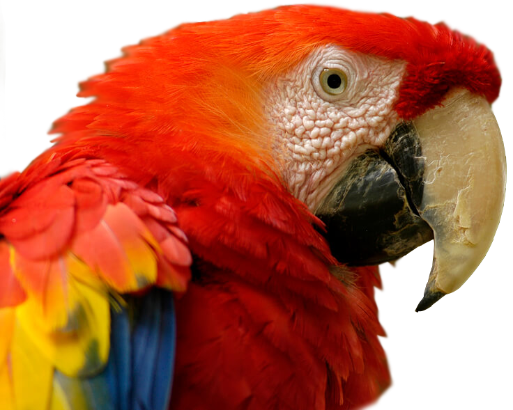 Guacamaya, ave nacional de Honduras