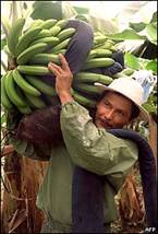 El bananero bananero