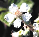 flores de mime